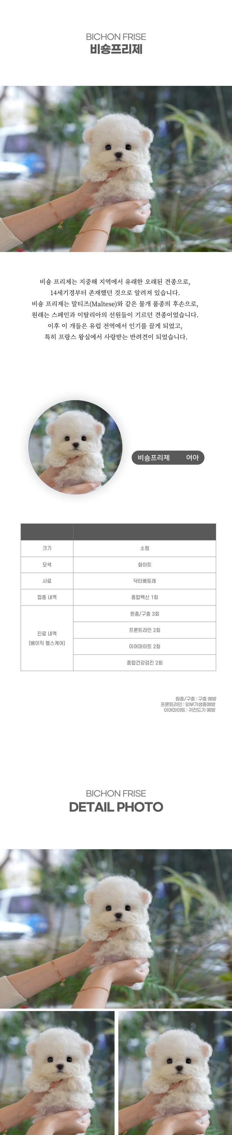 미니비숑_상세이미지_2